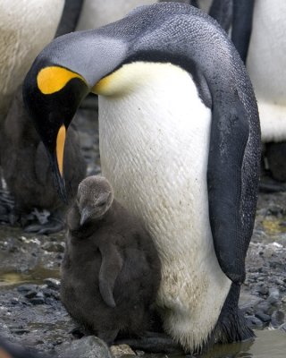 King Penguin with Chick 3