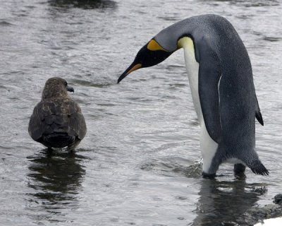 King Penguin and a Skua