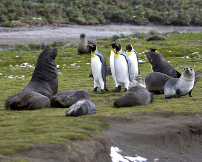 Fur seals and King Penguins