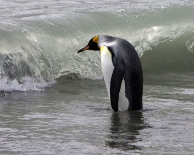KIng Penguin at the beach