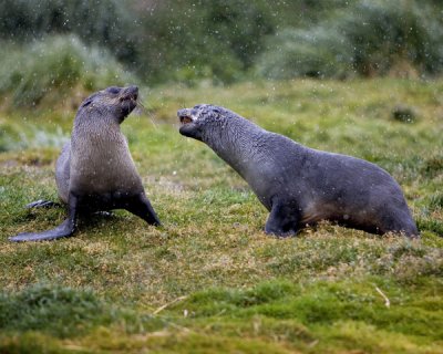 Fur Seals