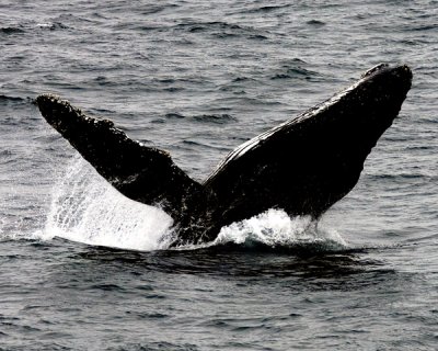 Humpback Breaching