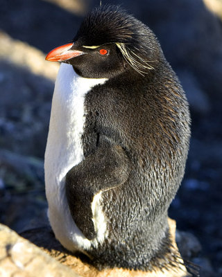 Rock Hopper Penguin