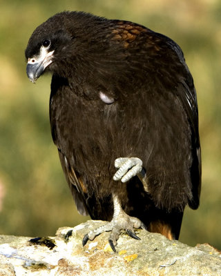 Striated Caracara