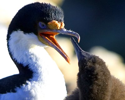 Blue eyed Cormorant and chick