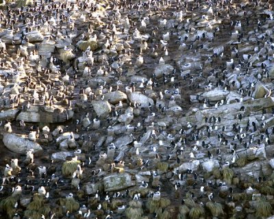 Rock Hopper Penguin Colony