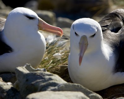 Black Browed Albatrosses