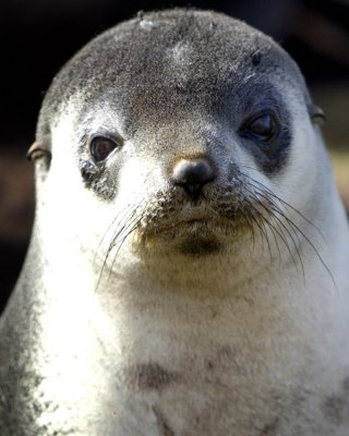 Fur Seal