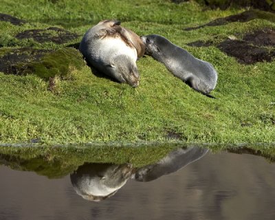 Mother and pup fur seal Stomness BAy