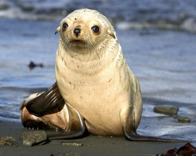 Albino Fur Seal