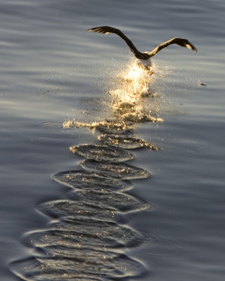 Black Browed Albatross takes off