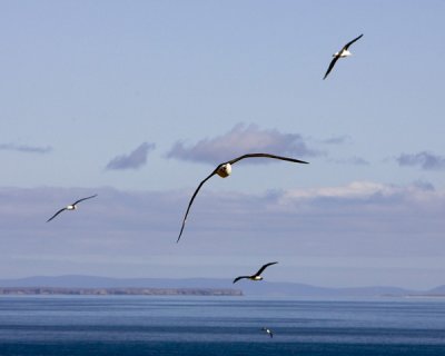 Albatrosses in the skies of the Falklands