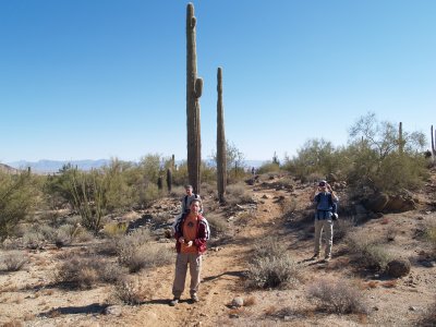 Very Tall Saguaros