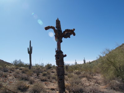 Scarecrow Cactus