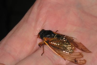 Cicada 2