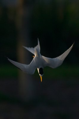 Least Tern, diving for a fish