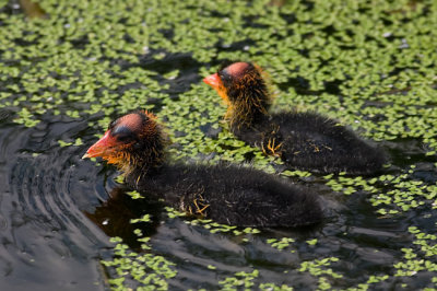 Moorhen Chicks