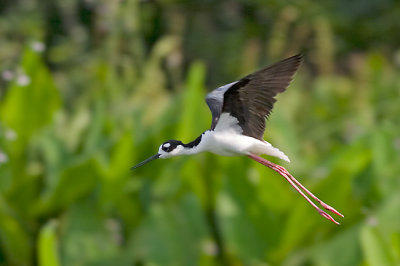 Black-Necked Stilt