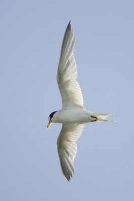 Least Tern