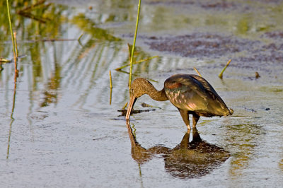 Glossy Ibis