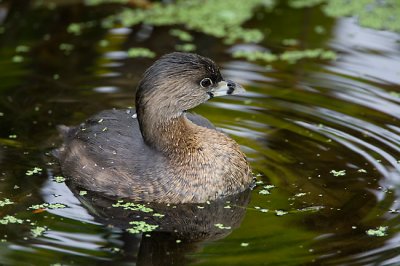 Pied-Billed Grebe