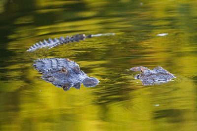 Alligators courting