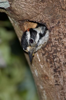 Downy Woodpecker