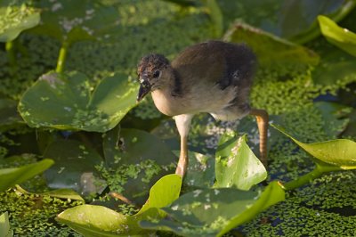 Young Gallinule