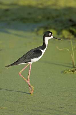 Black-Necked Stilt