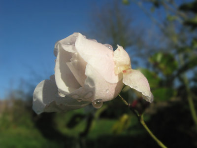 Dec 16 - Lingering Rose