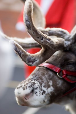 Dec 19 - Reindeer