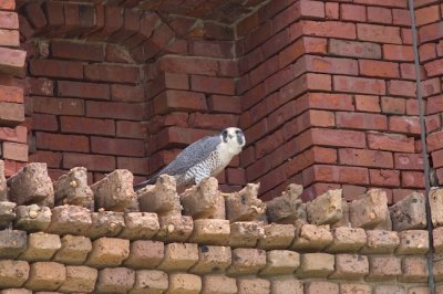 Peregrine at Fort Jefferson