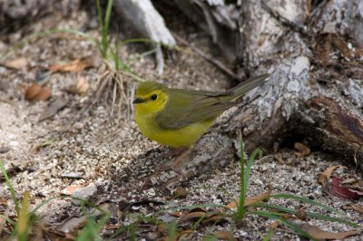 Hooded Warbler
