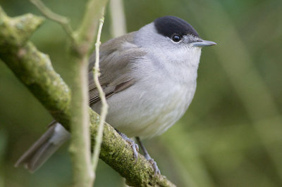 Jan 3 - Blackcap returns