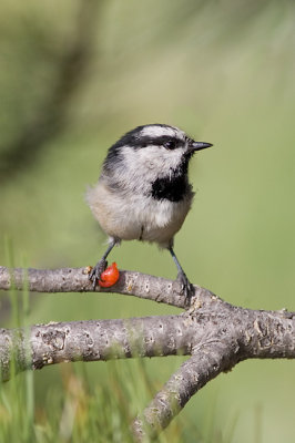 Mountain Chickadee