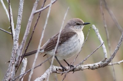 Unidentified Warbler II