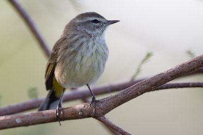 Unidentified Warbler