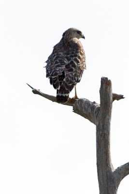 Everglades raptor