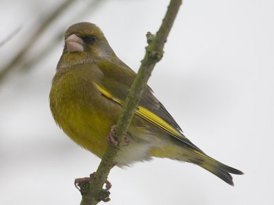 Feb 9 - Greenfinch