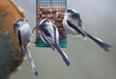 Feb 13 - Long-tailed tits