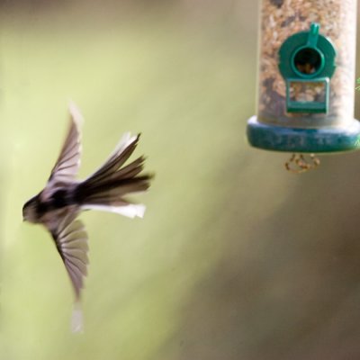 March 6 - Long-tailed tit