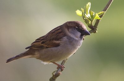 March 9 - House Sparrow