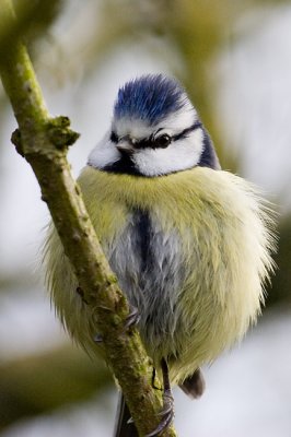 March 14 - Another Blue Tit