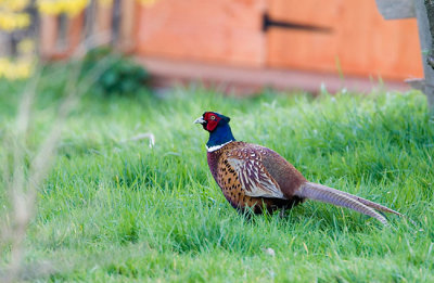 March 26 - Pheasant