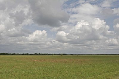 Cattle pasture.jpg