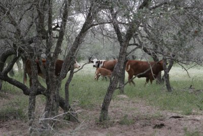 Cattle 1.jpg