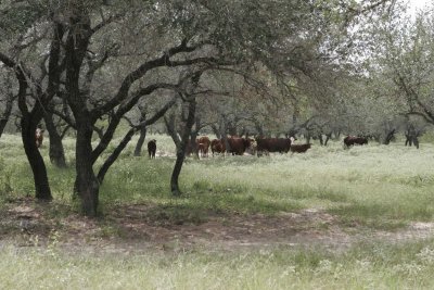 cattle 2.jpg