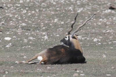 Blackbuck buck with back to sun on a cool morning.jpg