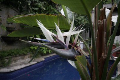 Giant Bird of Paradise Christmas at Villas Jardin.jpg