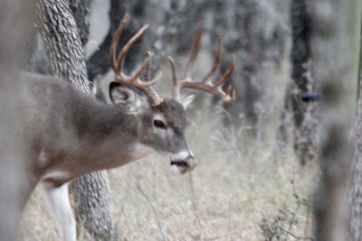 11point whitetail 2.jpg